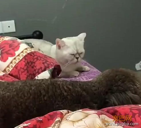 偷拍猫咪睡觉，泰迪突如其来的抢镜，让主人笑喷了-1.jpeg