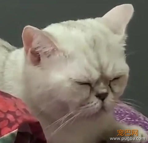 偷拍猫咪睡觉，泰迪突如其来的抢镜，让主人笑喷了-2.jpeg