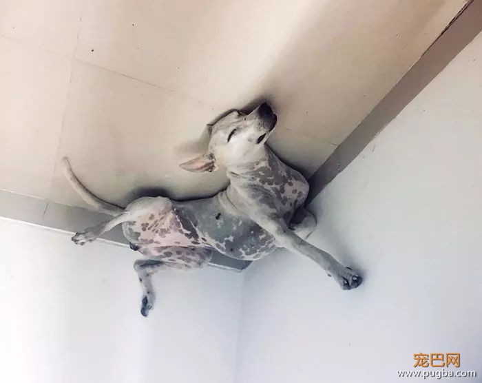 “救命啊，我家狗变成气球飞起来了”-18.jpeg
