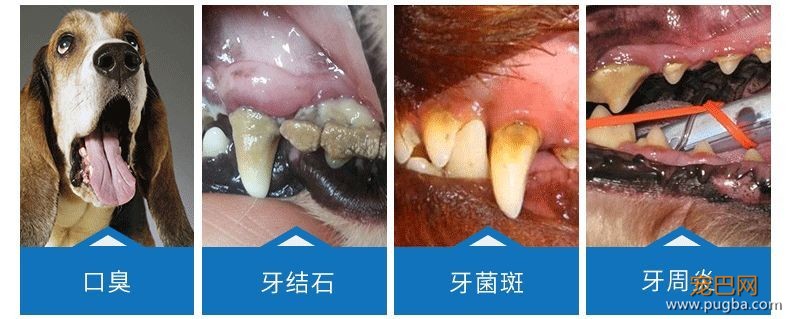 用痛苦刷牙换口腔健康？美味的宠物牙胶了解一下-3.jpeg