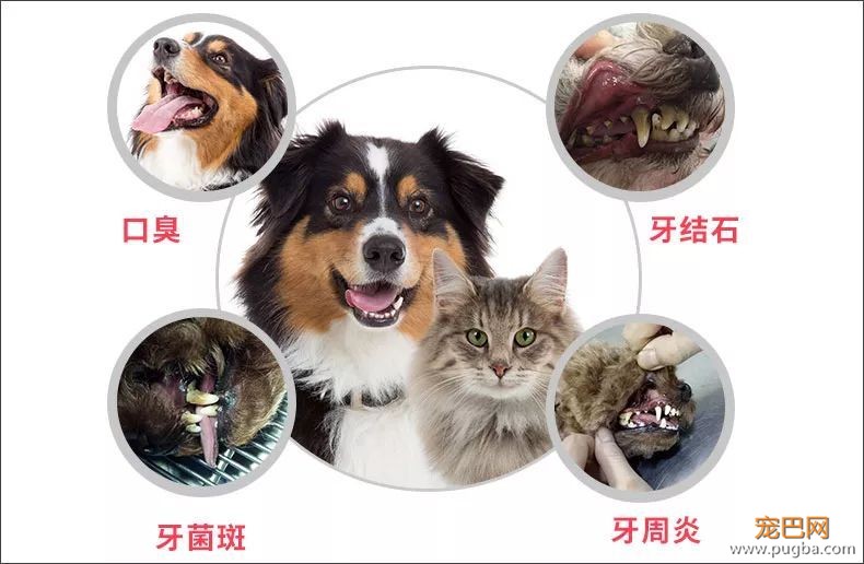 用痛苦刷牙换口腔健康？美味的宠物牙胶了解一下-2.jpeg