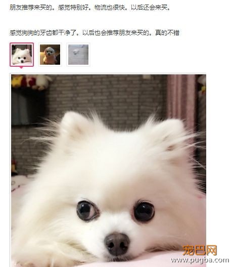 用痛苦刷牙换口腔健康？美味的宠物牙胶了解一下-10.jpeg