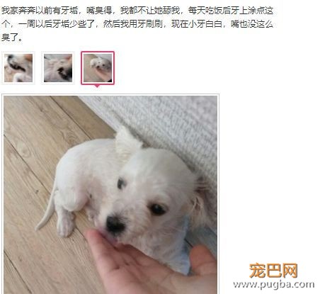 用痛苦刷牙换口腔健康？美味的宠物牙胶了解一下-11.jpeg