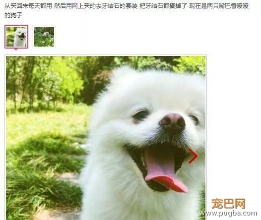 用痛苦刷牙换口腔健康？美味的宠物牙胶了解一下-9.jpeg