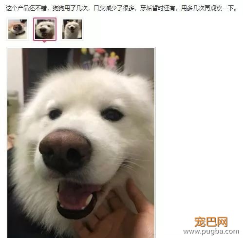 用痛苦刷牙换口腔健康？美味的宠物牙胶了解一下-7.jpeg