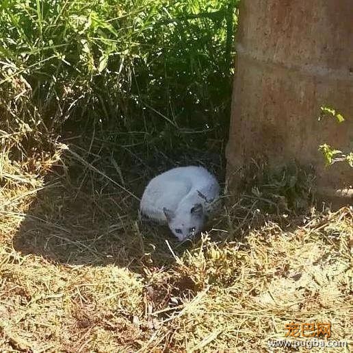 丧尽天良！南非一男子因强奸邻居家的猫被逮捕？？？-5.jpg