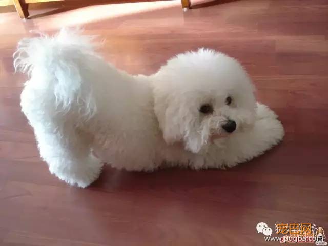 狗狗发情症状有哪些-3.jpeg