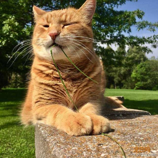 猫咪正舒服的晒太阳，突然感觉身上不对劲，抬头一看吓得面目狰狞-1.jpeg
