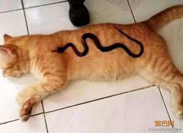 猫咪正舒服的晒太阳，突然感觉身上不对劲，抬头一看吓得面目狰狞-3.jpeg