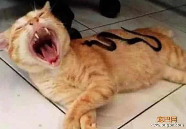 猫咪正舒服的晒太阳，突然感觉身上不对劲，抬头一看吓得面目狰狞-4.jpeg