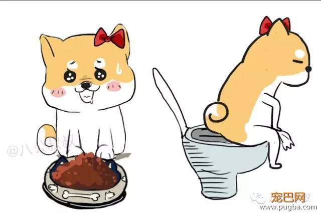 狗狗是不是怀上了？5招判断！-1.jpeg