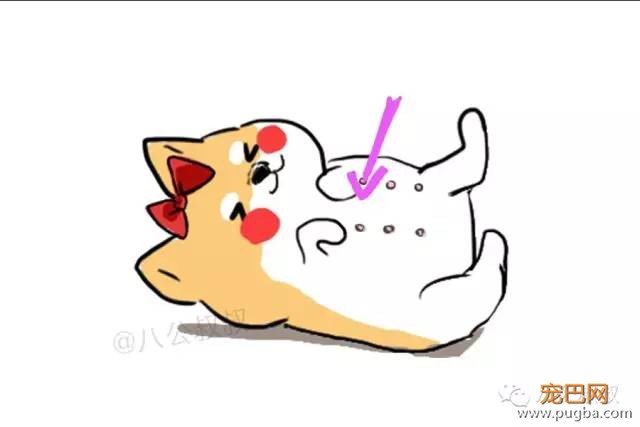 狗狗是不是怀上了？5招判断！-5.jpeg
