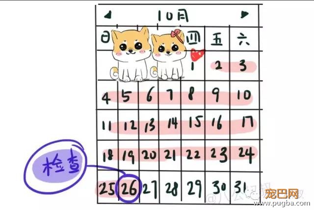 狗狗是不是怀上了？5招判断！-4.jpeg