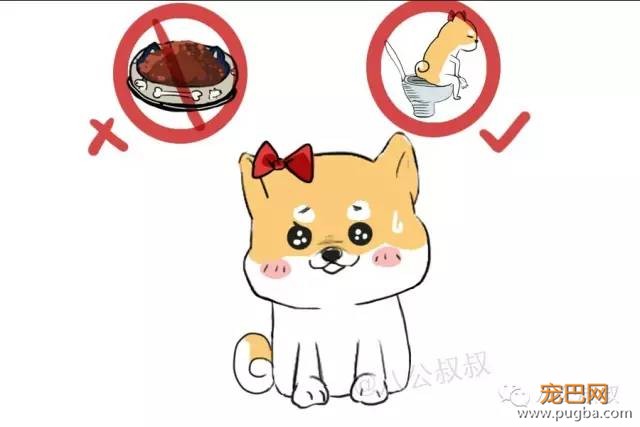 狗狗是不是怀上了？5招判断！-6.jpeg