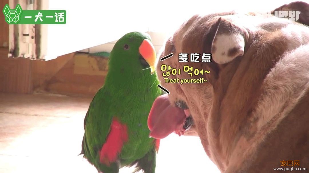 英斗被鹦鹉喂胖24斤，背后的故事竟然还有点小感动？-4.jpeg