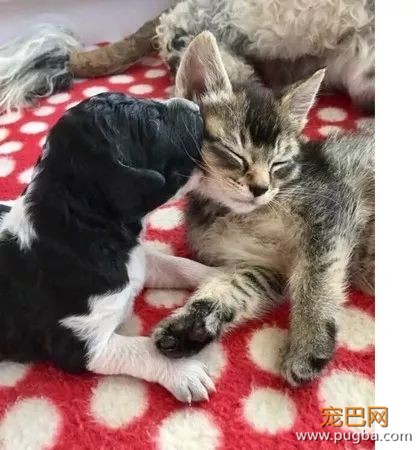孤儿猫被狗麻麻收养后超受宠，狗宝宝愣了：谁才是亲生的？-4.jpeg