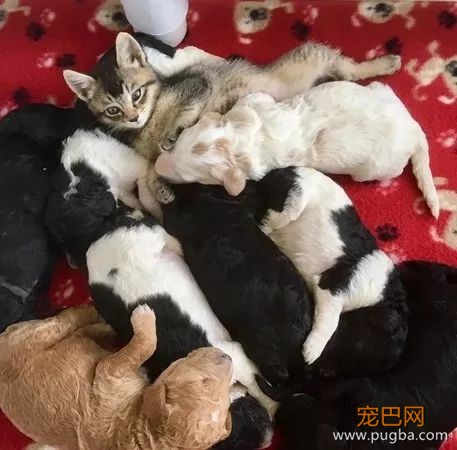 孤儿猫被狗麻麻收养后超受宠，狗宝宝愣了：谁才是亲生的？-5.jpeg