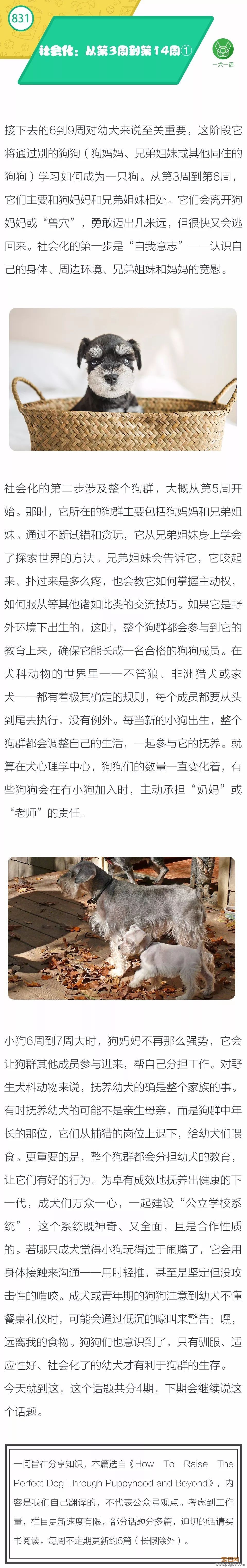社会化：从第3周到第14周 ①-1.jpeg