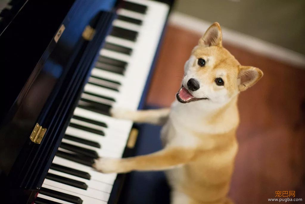 狗狗有音乐细胞吗？19世纪德国作曲家曾让爱犬“协作”作曲-6.jpeg