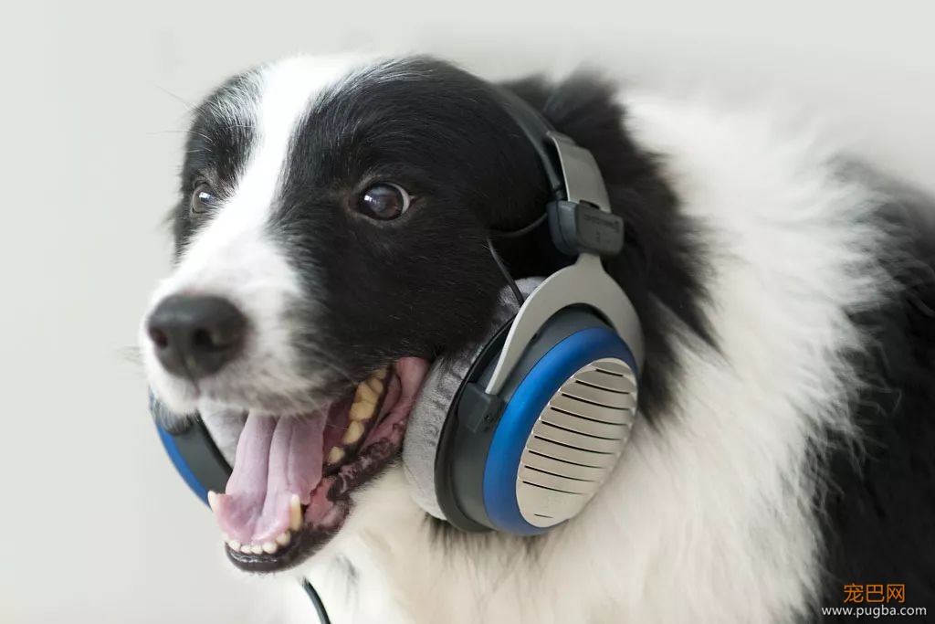 狗狗有音乐细胞吗？19世纪德国作曲家曾让爱犬“协作”作曲-7.jpeg