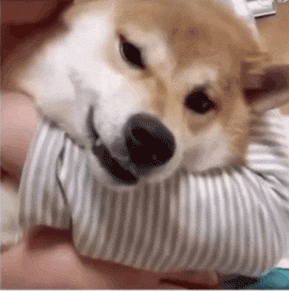 傲娇狗拒绝现场：我亲你可以，你亲我想都别想！-6.gif