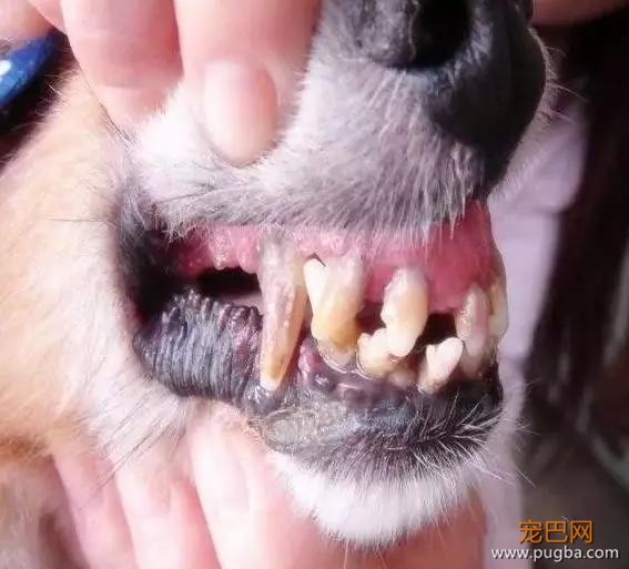傲娇狗拒绝现场：我亲你可以，你亲我想都别想！-11.jpg