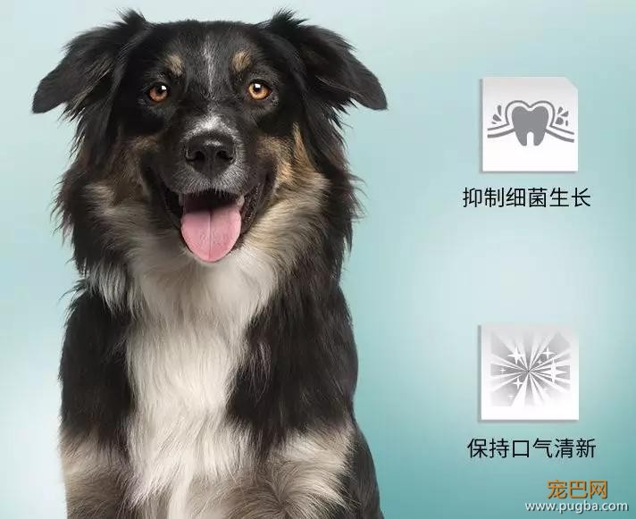 傲娇狗拒绝现场：我亲你可以，你亲我想都别想！-14.jpg