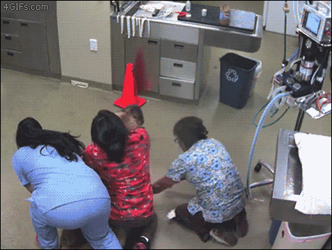 到底为啥宠物看病比人贵-3.gif