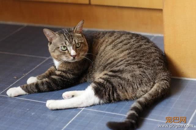 女主人假装睡着，试探猫咪的反应，接下来一幕让人傻眼-1.jpeg