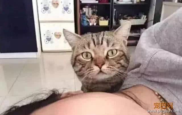 女主人假装睡着，试探猫咪的反应，接下来一幕让人傻眼-3.jpeg