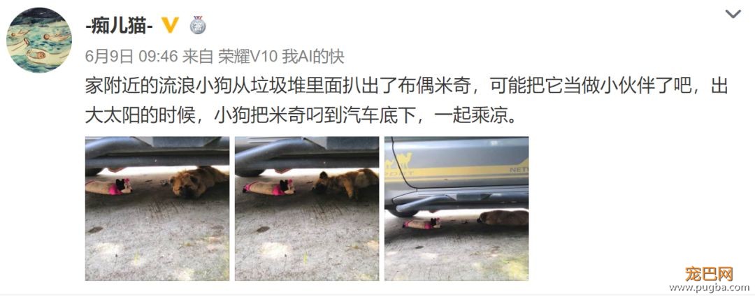 流浪狗捡到一只玩偶米奇，就把它叼到车底一起乘凉：你可以做我的朋友吗？-1.jpeg