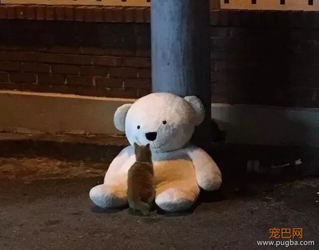 流浪狗捡到一只玩偶米奇，就把它叼到车底一起乘凉：你可以做我的朋友吗？-5.jpeg