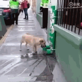 流浪狗捡到一只玩偶米奇，就把它叼到车底一起乘凉：你可以做我的朋友吗？-8.gif