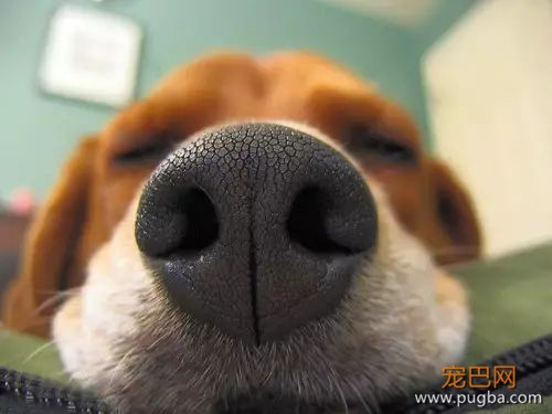 狗狗的嗅觉为何如此灵敏-1.jpeg