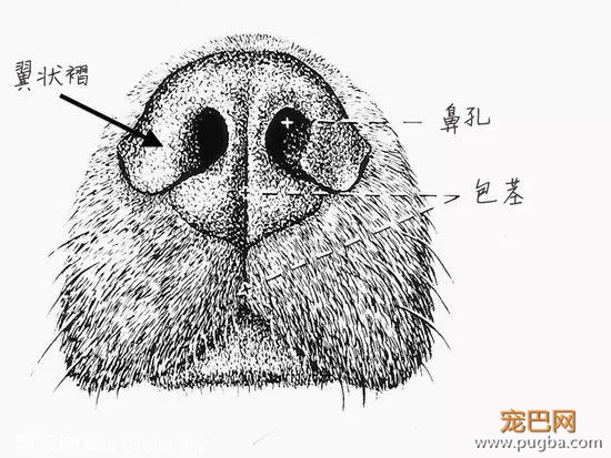 狗狗的嗅觉为何如此灵敏-2.jpeg
