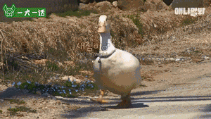 单亲狗妈妈遭遇变态跟踪狂，大家竟然觉得很好笑？-2.gif