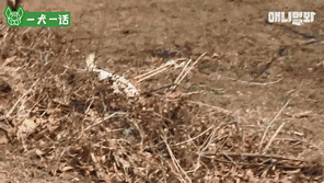 单亲狗妈妈遭遇变态跟踪狂，大家竟然觉得很好笑？-5.gif