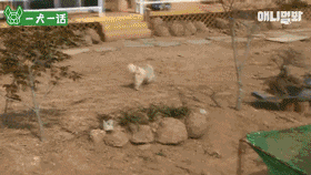 单亲狗妈妈遭遇变态跟踪狂，大家竟然觉得很好笑？-12.gif