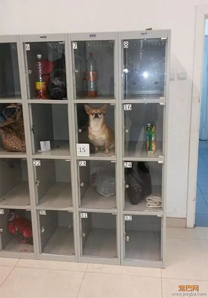 这几种人，真的不配养狗-5.jpeg
