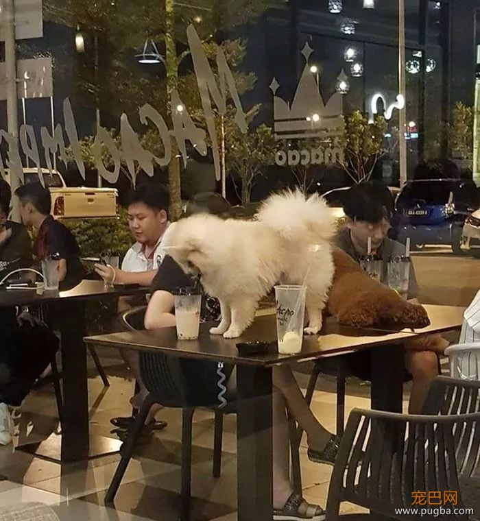 这几种人，真的不配养狗-11.jpeg