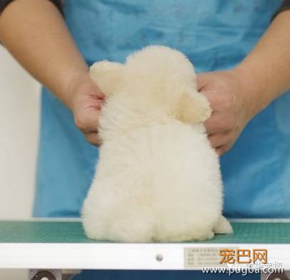 如何看贵宾狗狗的品相-14.jpeg
