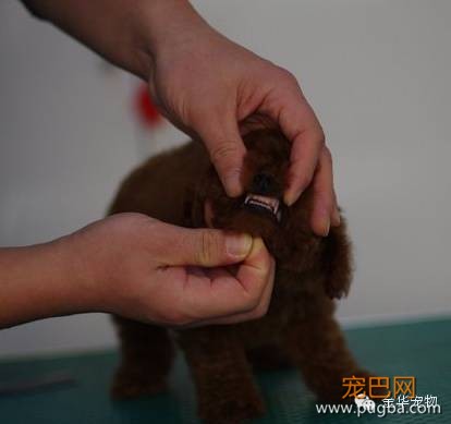 如何看贵宾狗狗的品相-7.jpeg