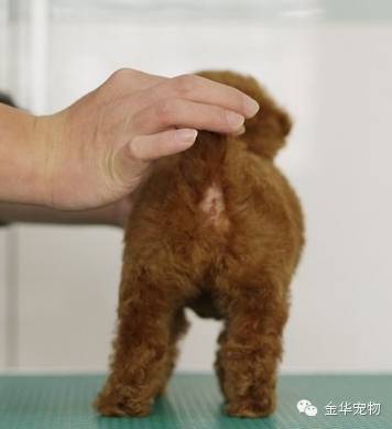如何看贵宾狗狗的品相-18.jpeg