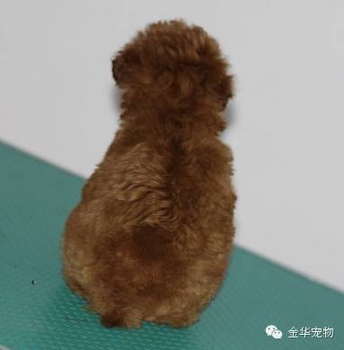 如何看贵宾狗狗的品相-6.jpeg