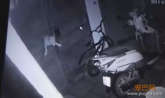总是不见狗狗的踪影，直到装了摄像头才发现，厉害了我的狗-3.jpeg