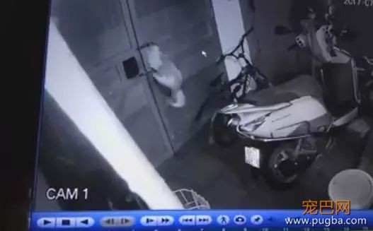 总是不见狗狗的踪影，直到装了摄像头才发现，厉害了我的狗-2.jpeg