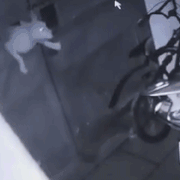 总是不见狗狗的踪影，直到装了摄像头才发现，厉害了我的狗-5.gif