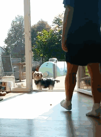 被自家狗蠢到窒息，谁要狗免费送！-4.gif