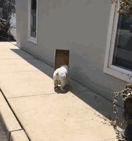 被自家狗蠢到窒息，谁要狗免费送！-9.gif