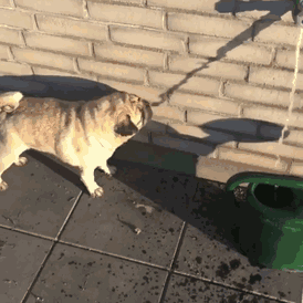 被自家狗蠢到窒息，谁要狗免费送！-7.gif